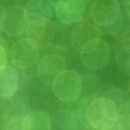 Bokeh-441